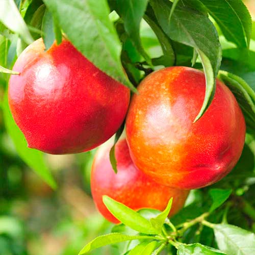 Нектарин Старк Ред Голд, саджанці зображення 1 артикул 4213