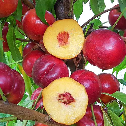 Нектарин Супер Квин рисунок 1 артикул 4214