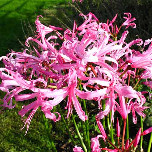 Нерина Боудену (Nerine Bowdenii) зображення 1 артикул 2996