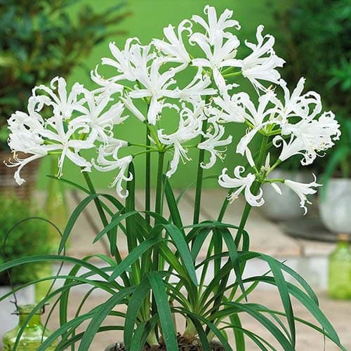 Нерине Боудена Альба артикул фото 1 Нерине Боудена Альба рисунок 1 артикул 76333