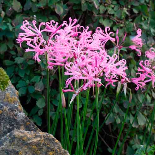 Неріне Боудена зображення 3 артикул 67258