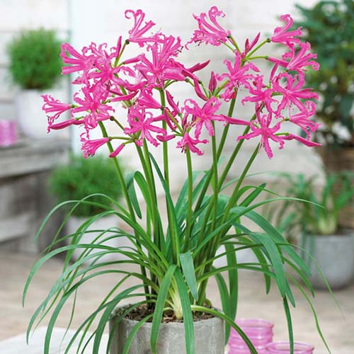 Нерине Боудена Пинк артикул фото 1 Нерине Боудена Пинк рисунок 1 артикул 76334