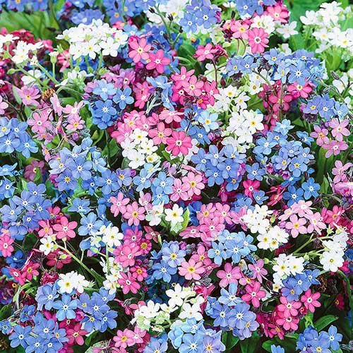Незабудка Сильва, смесь окрасок артикул фото 1 Незабудка Сильва, смесь окрасок рисунок 1 артикул 90309