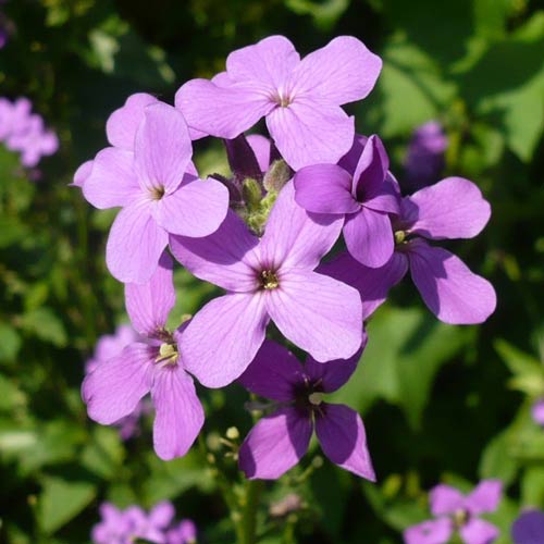 Ночная фиалка Виолет артикул фото 1 Ночная фиалка Виолет рисунок 1 артикул 68703