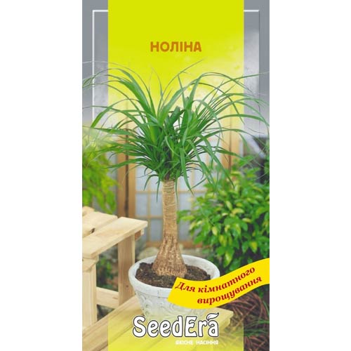 Ноліна Seedera артикул фото 1 Ноліна Seedera зображення 1 артикул 72370