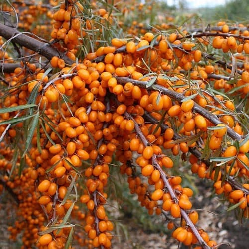 Облепиха Нивелена рисунок 1 артикул 4703