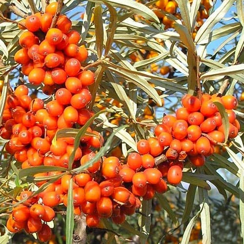 Облепиха Полмикс: опылитель рисунок 1 артикул 4705