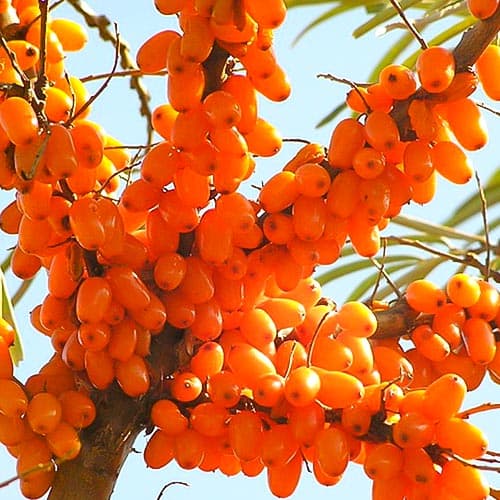 Обліпиха Вогняна зображення 1 артикул 4704