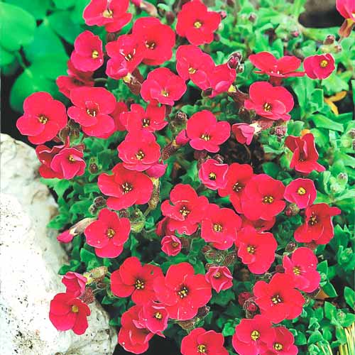 Обрієта Ред Карпет зображення 1 артикул 68723