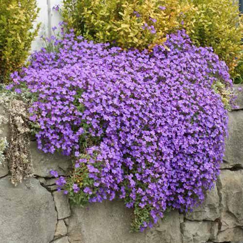 Обрієта Розеа зображення 1 артикул 68724