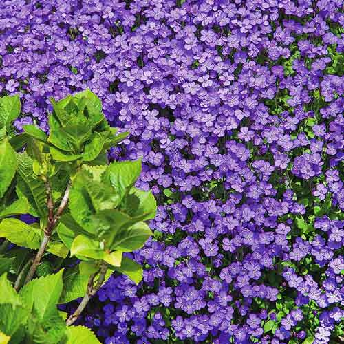 Обрієта Скеляста мозаїка, суміш забарвлень зображення 1 артикул 72371