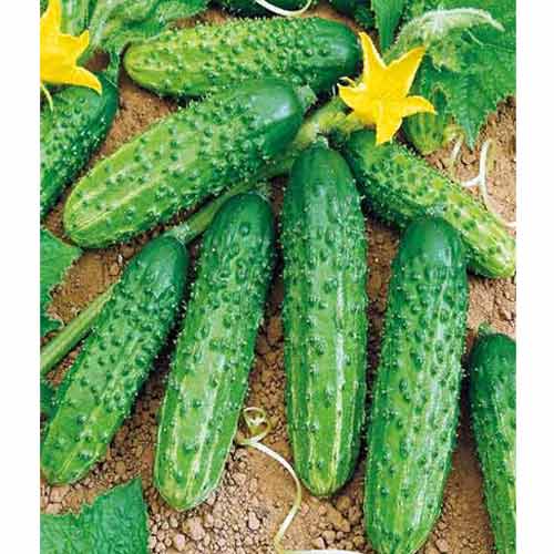 Огірок Хоробрий F1 Яскрава зображення 1 артикул 99954