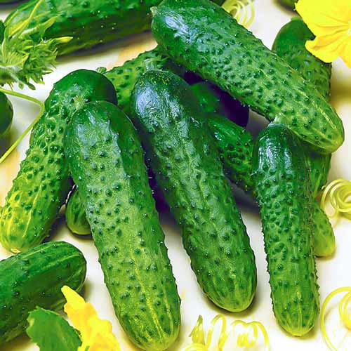 Огірок Ластівка F1 Імперія насіння зображення 1 артикул 96204