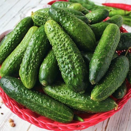 Огірок Надійний F1 Vinel seeds зображення 1 артикул 95670