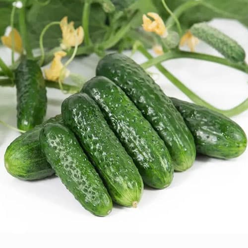 Огірок Пролікс F1 Професійне насіння зображення 1 артикул 87603