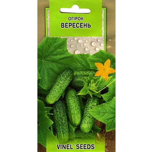 Огурец Верасень Vinel seeds рисунок 1 артикул 95630