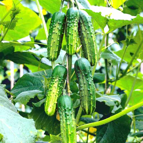 Огірок Атлет F1 Seedera зображення 1 артикул 72372