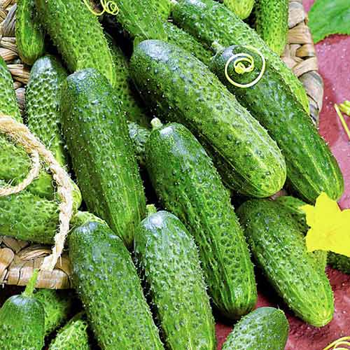 Огiрок Аванс F1 Seedera артикул фото 1 Огiрок Аванс F1 Seedera зображення 1 артикул 65571