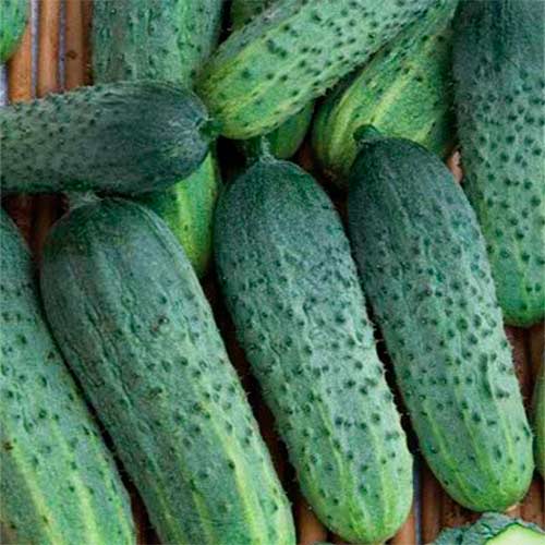 Огірок Аякс F1, насіння зображення 1 артикул 70153