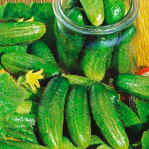 Огірок Баночний F1, насіння зображення 1 артикул 70155
