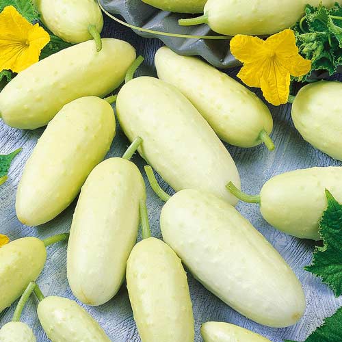 Огурец Белый ангел F1 Seedera рисунок 1 артикул 72378