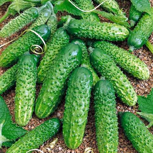 Огiрок Боровичок F1 Seedera зображення 1 артикул 65574