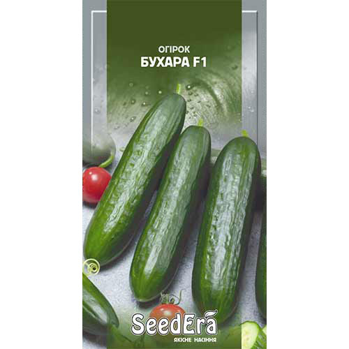 Огурец Бухара F1 Seedera рисунок 1 артикул 90103