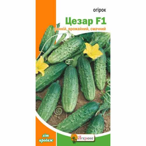 Огiрок Цезар F1 Яскрава артикул фото 1 Огiрок Цезар F1 Яскрава зображення 1 артикул 77260