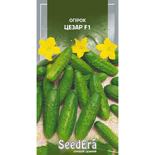 Огурец Цезарь F1 Seedera рисунок 1 артикул 90137