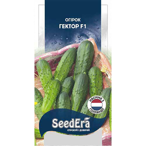 Огурец Гектор F1 Seedera рисунок 1 артикул 89889