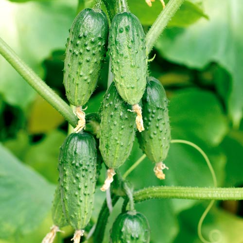 Огірок Весела компанія F1, насіння зображення 1 артикул 65119