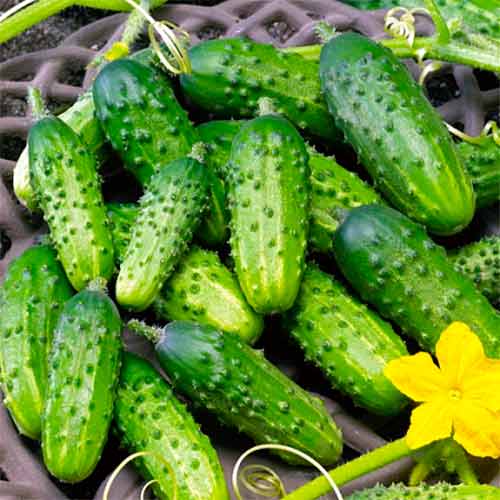 Огурец Журавленок F1, семена рисунок 1 артикул 70022