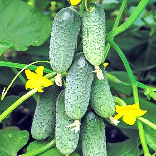 Огiрок Карапуз F1 Seedera артикул фото 1 Огiрок Карапуз F1 Seedera зображення 1 артикул 66484