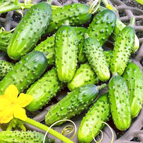 Огiрок Колібрі F1 зображення 1 артикул 66486