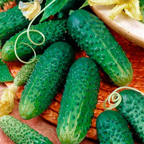 Огурец Комнатное чудо F1, семена рисунок 1 артикул 70160