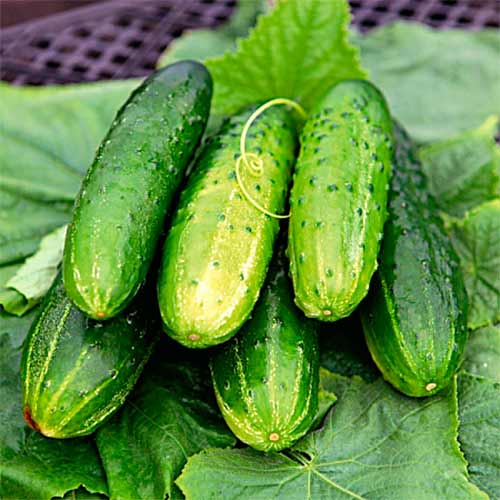 Огурец Конкурент, семена рисунок 1 артикул 70023
