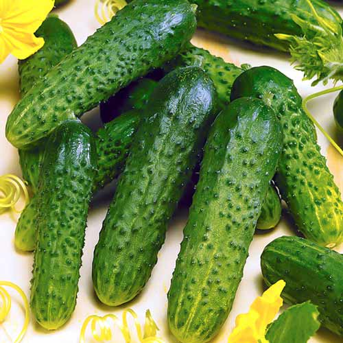 Огiрок Король грядки F1 Seedera зображення 1 артикул 65584