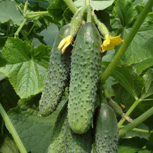 Огірок Кураж F1 Seedera зображення 1 артикул 65585
