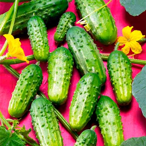 Огурец Кустовой, семена рисунок 1 артикул 70024