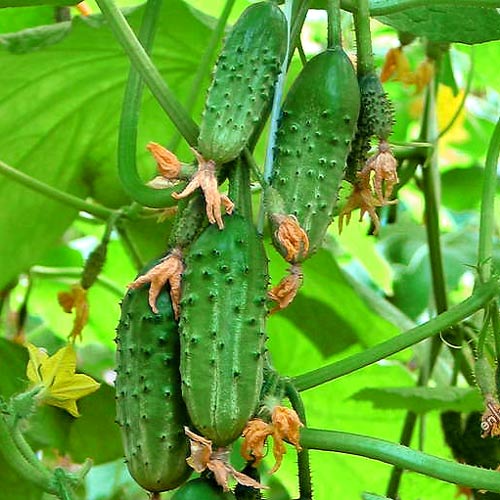 Огірок Улюблений малюк, насіння зображення 1 артикул 65132