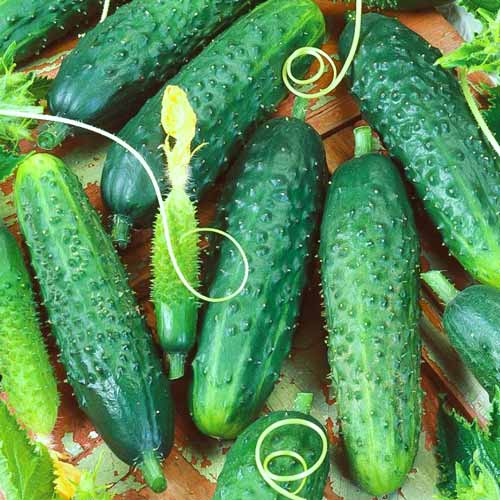 Огірок Махаон F1 Seedera зображення 1 артикул 72373