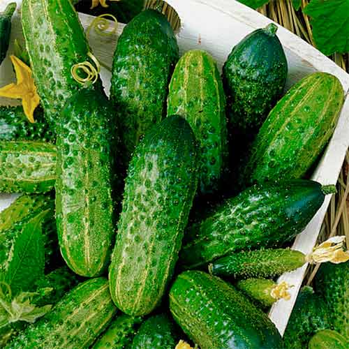 Огірок Марінда F1, насіння зображення 1 артикул 70162