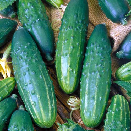 Огурец Младший лейтенант F1 Seedera рисунок 1 артикул 72386