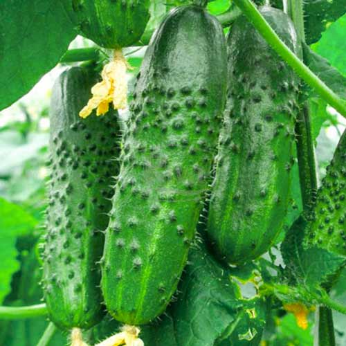 Огірок Ніжинський Seedera зображення 1 артикул 65586