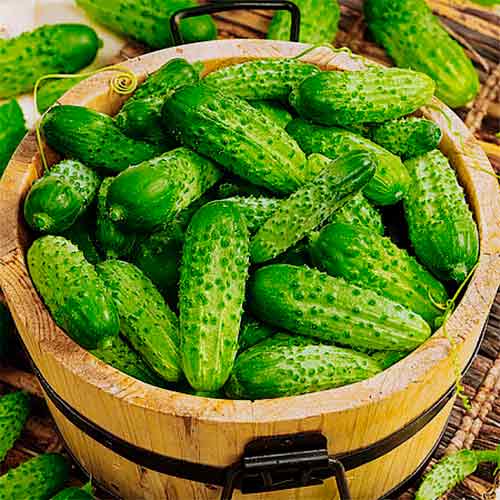 Огірок Роднічок F1, насіння зображення 1 артикул 70027