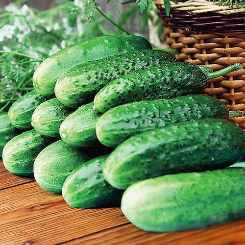 Огірок Самородок F1 Seedera артикул фото 1 Огірок Самородок F1 Seedera зображення 1 артикул 65587