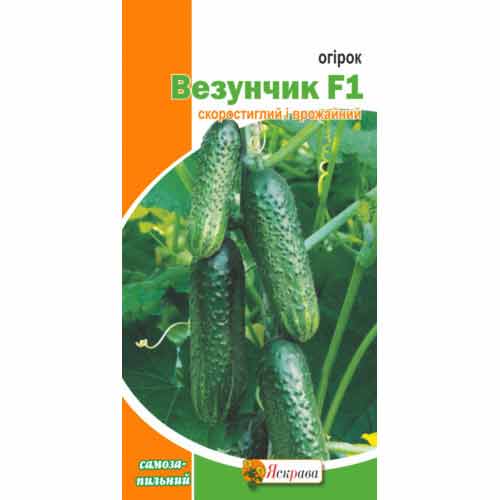 Огурец Везунчик F1 Яскрава рисунок 1 артикул 90494