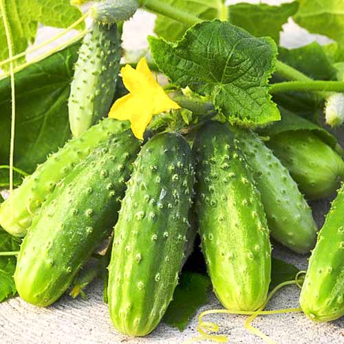 Огурец Конкурент Seedera артикул фото 1 Огурец Конкурент Seedera рисунок 1 артикул 66487