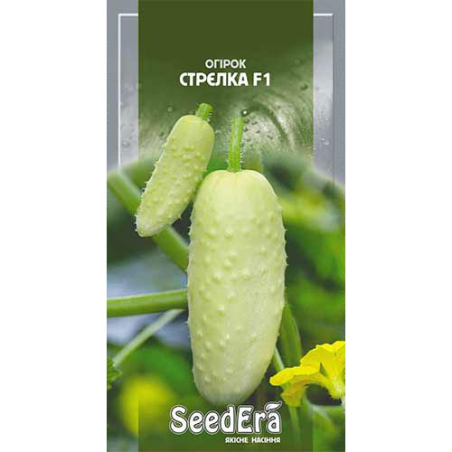 Огурец Стрелка F1 Seedera рисунок 1 артикул 90130