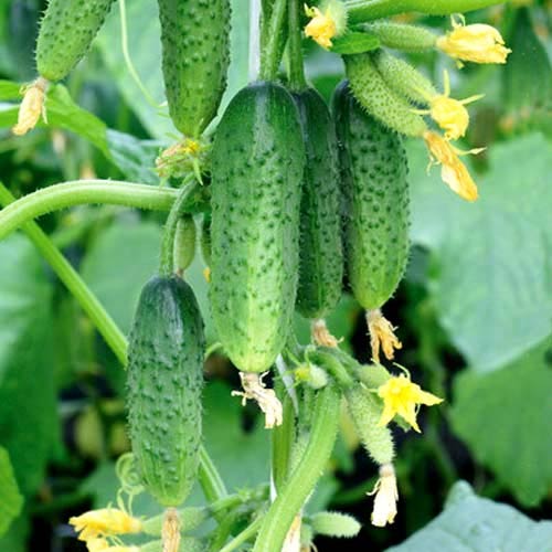 Огурец Верные друзья F1 Seedera рисунок 1 артикул 65575